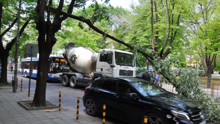 Дърво падна върху две коли във Варна