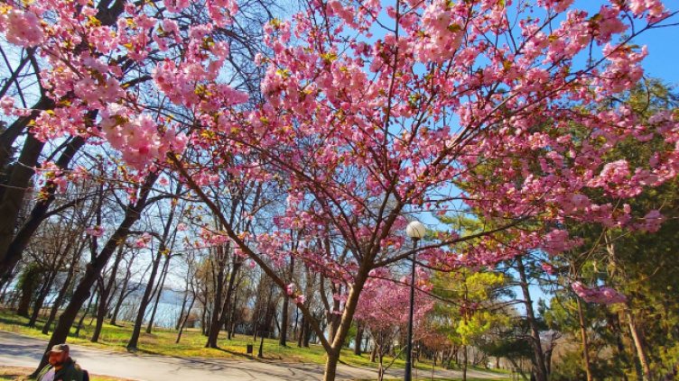 10 опасни дървета откриха в Морската градина на Варна