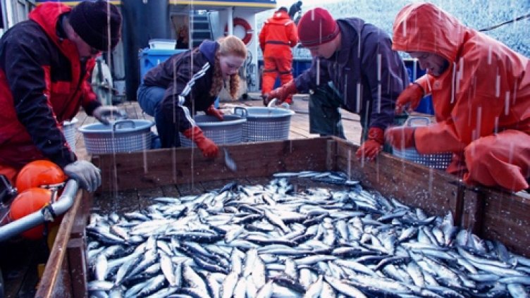 Според проучване черноморската риба е много качествена