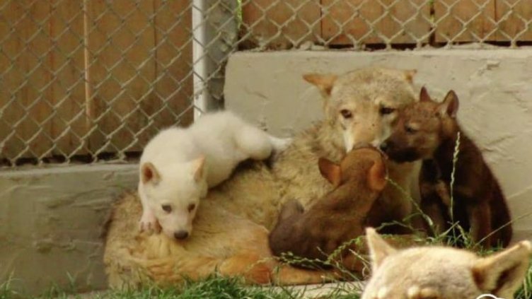 Варненският зоокът с нови попълнения (СНИМКИ)