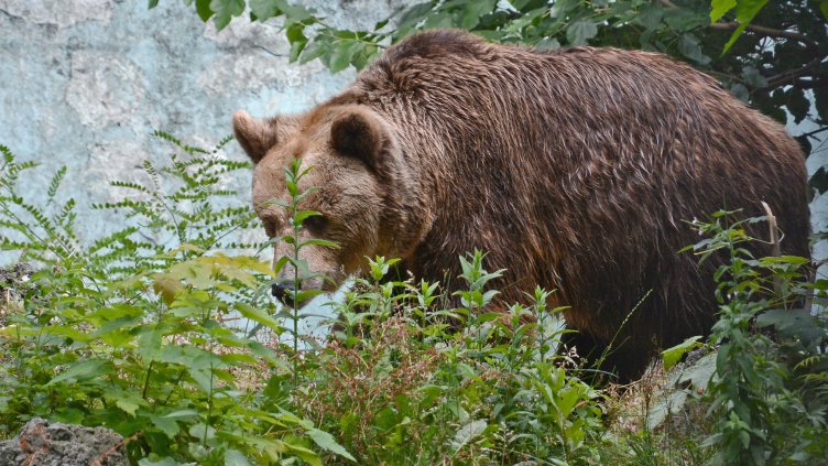 Заради жегите: Раздават ледени близалки на животните в зоопарка