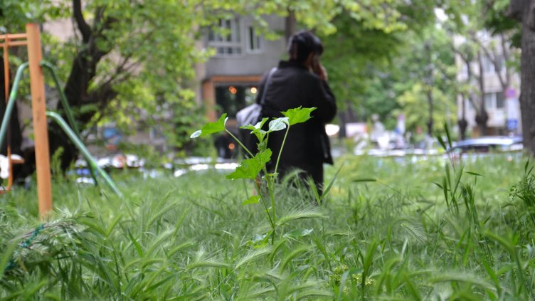 Продължава обработката срещу кърлежи в Морската градина, паркове и детски площадки