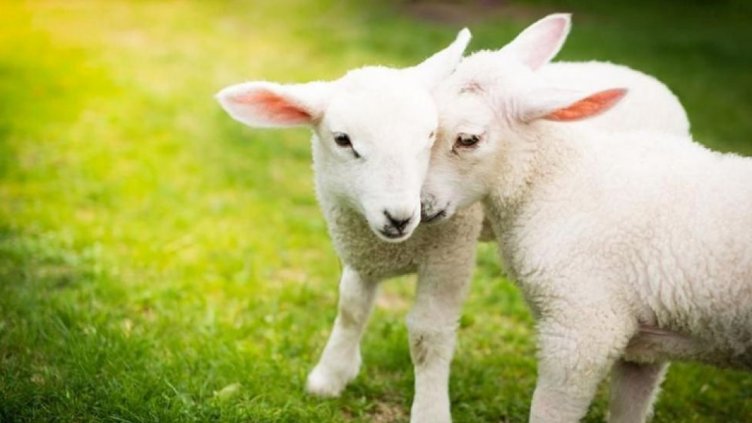 Шофьор на микробус, пълен с агнета, опита да подкупи полицаи