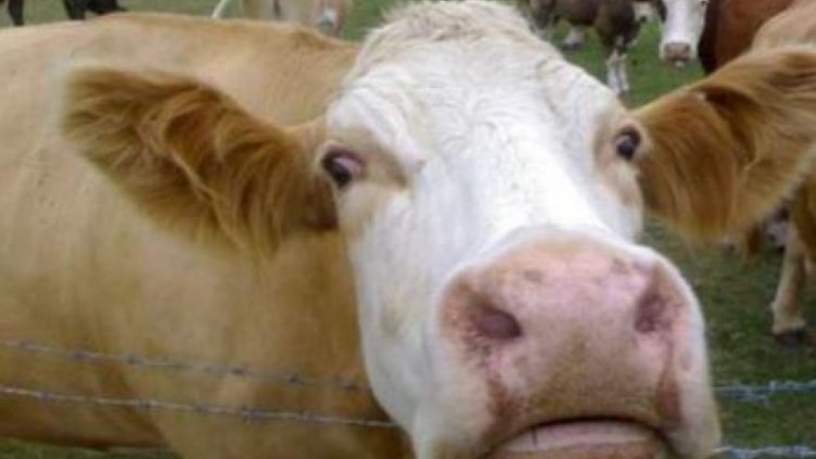 Откриха случай на "Луда крава"