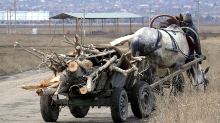 Горските във Варненско прибраха автомобили, каруци и десетки кубици дърва