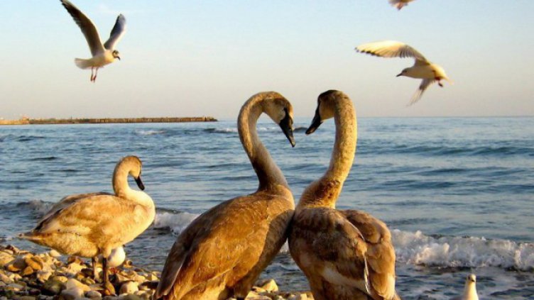 снимка: Ели Маринова - архив