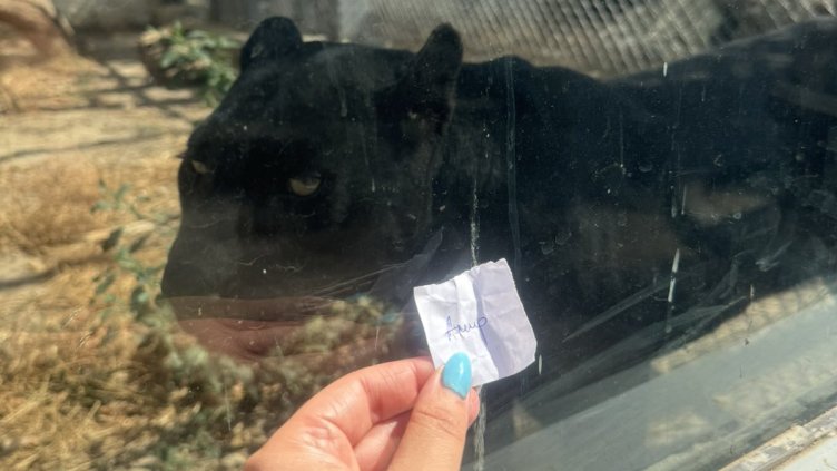 С томбола: Кръстиха Амир черния леопард от Варна