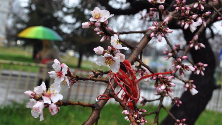 Снимка Пламен Гутинов