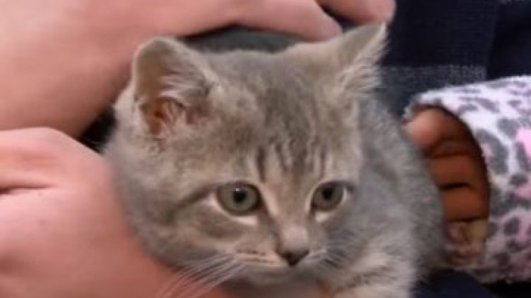 Коте гратисчия пропътува 1000 км скрито под капака на кола (Видео)