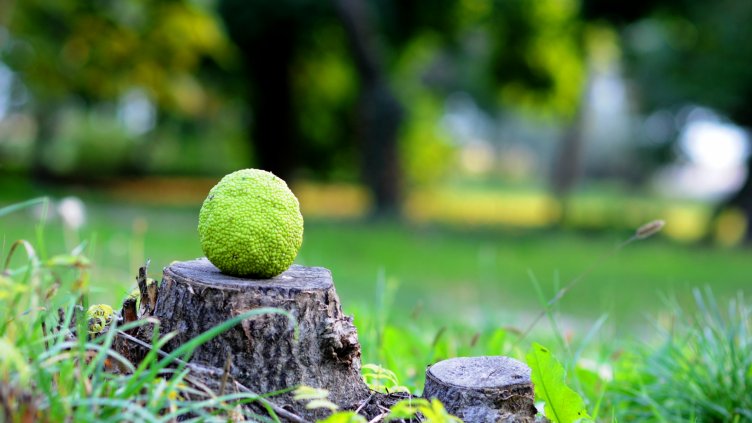 снимка: Ели Маринова