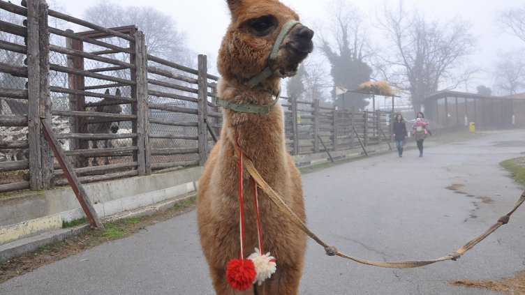 Закичиха с мартеници бебетата на зоопарка във Варна (СНИМКИ)