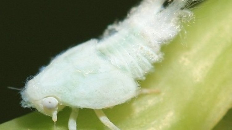 Започва обработка срещу цикади и комари във Варна