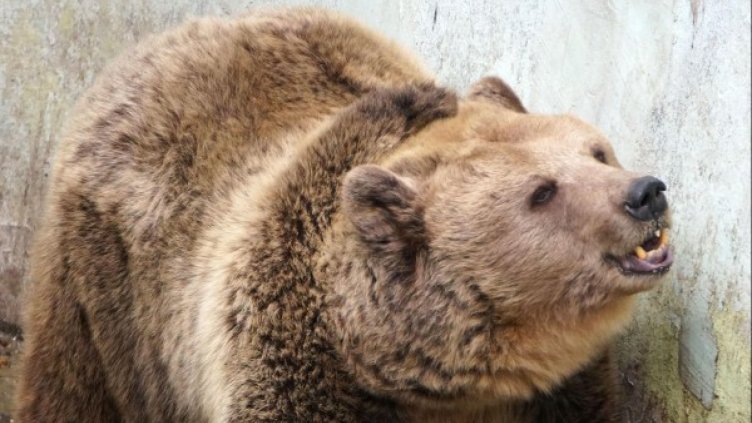 Мечките в Белица – на годишен преглед