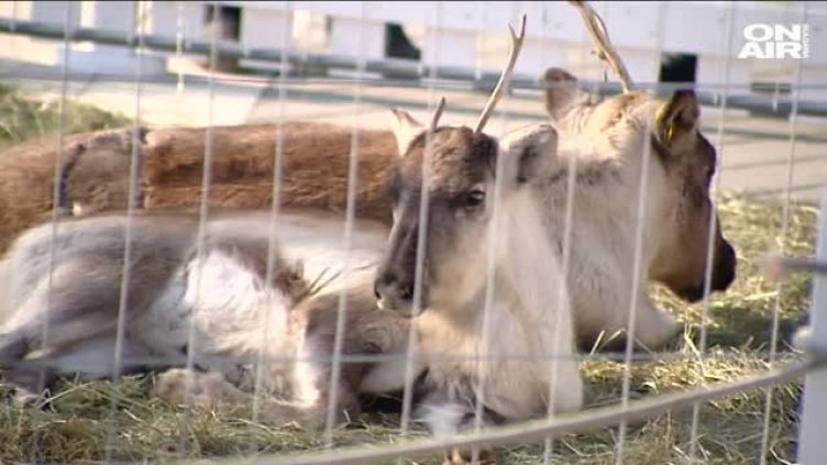 Махнаха елените в клетка пред столичен мол