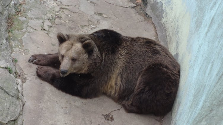 Зоопаркът във Варна организира игра с награди за ЧРД на мечката Свобода