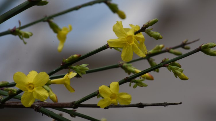 Във Варна цъфна жасминът