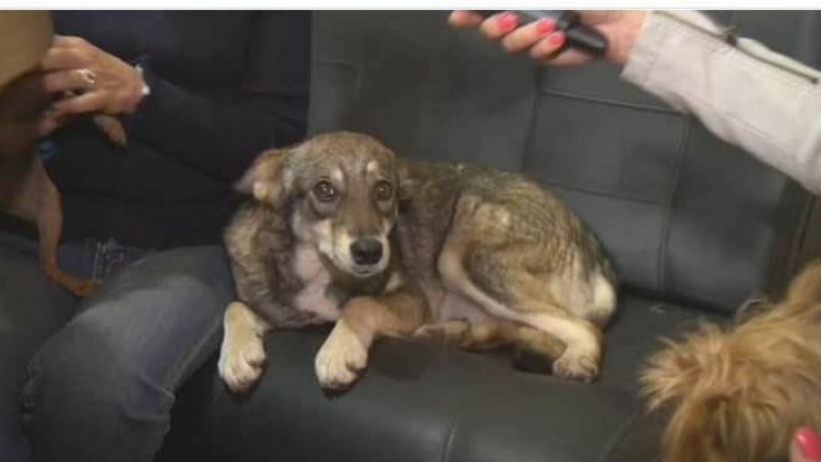 Варненка осинови куче, оказа се чакал (ВИДЕО)