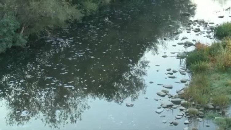 Мъртва риба разбуни духовете в Златарица