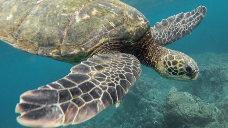 15 души починаха в Мадагаскар, яли костенуркa