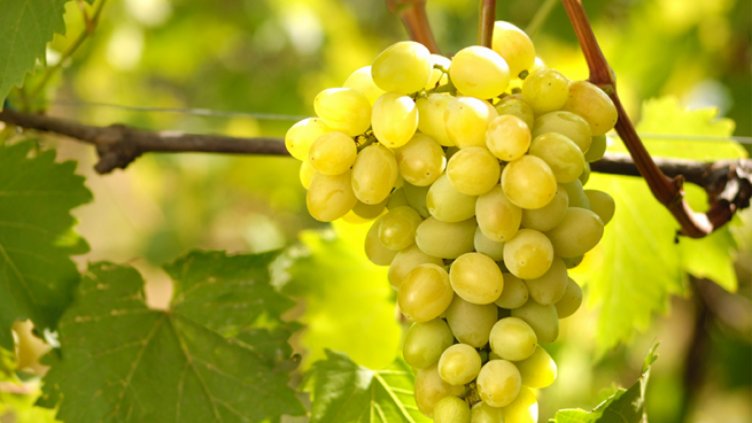 2018 г.: по-малко грозде и вино от родните производители