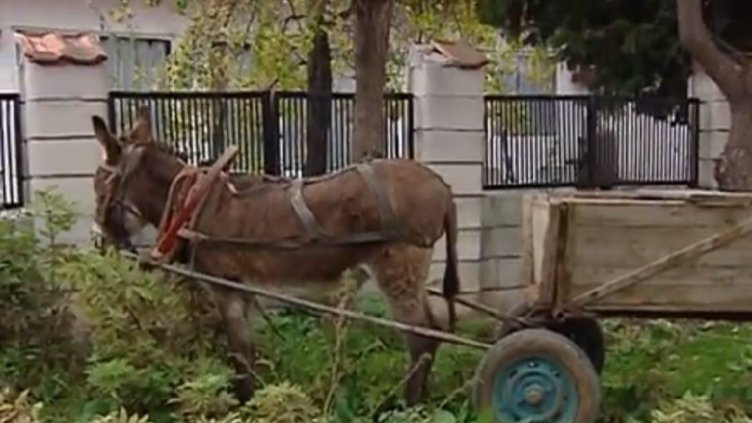 Магаретата у нас изчезват