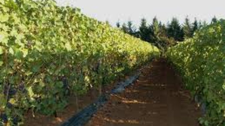 Три нови сорта лози създаде Институтът по лозарство и винарство