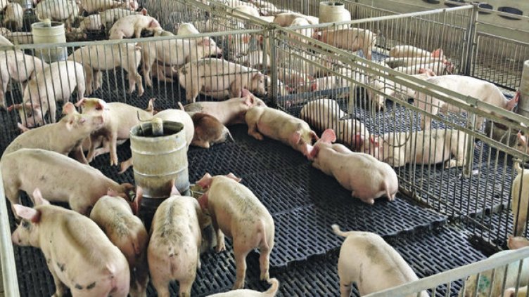 Стопаните в пограничните райони колят прасетата и затварят в буркани