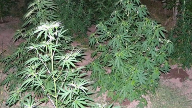 Полицаи откриха 407 кг канабис край Петрич