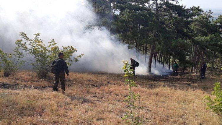 WWF: Над 90% от горските пожари в България са резултат от човешка намеса