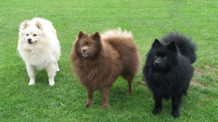 Улични кучета отдават последна почит на домашен любимец