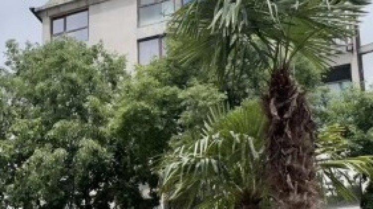 Палмите в центъра на Варна са сред най-студоустойчивите растения в света
