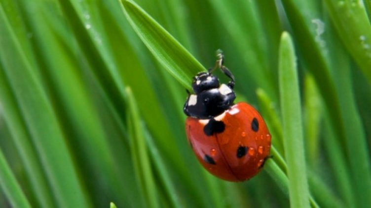 Насекомите ще направят планетата по-зелена