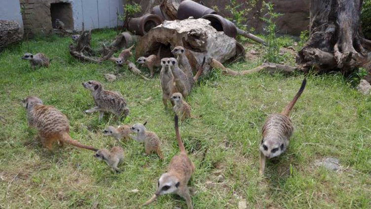 Преустановяват се посещенията в зоологическата градина в София