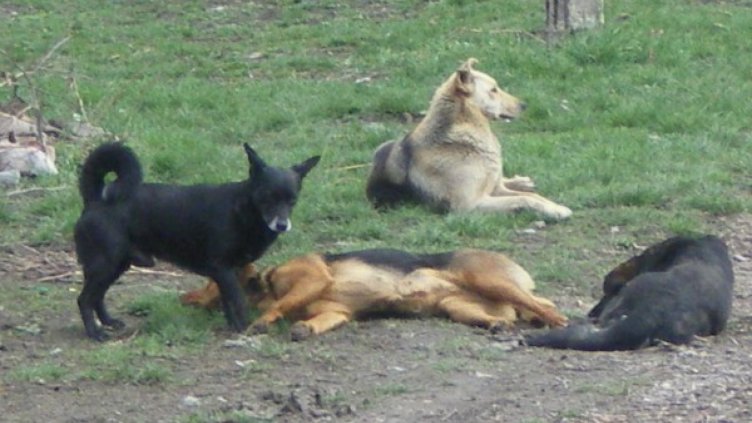 Тровят кучета и лисици в Смолян