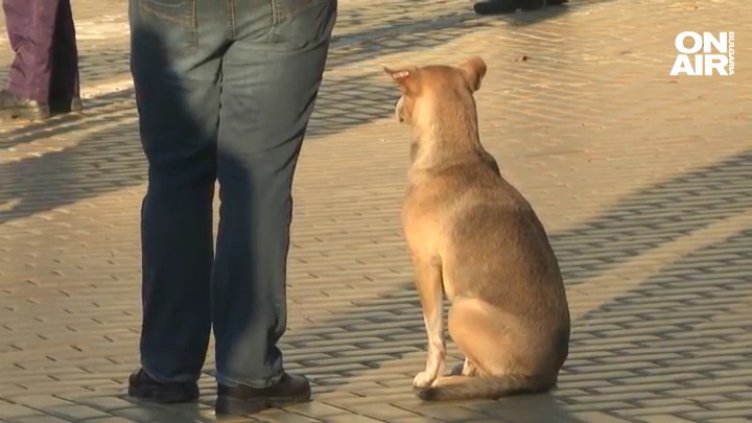 Легенда на четири лапи: Кучето пред парламента се метна на автобуса ВИДЕО
