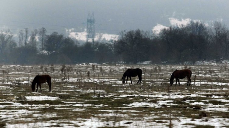 Най-много проверки за насилие над животни са направени в Хасково и Ямбол