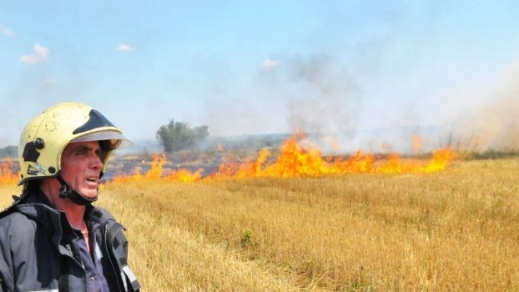 650 дка с пшеница изгоряха между селата Стражица и Бобовец