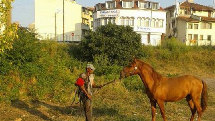 Акция срещу безстопанствените коне провеждат във Враца