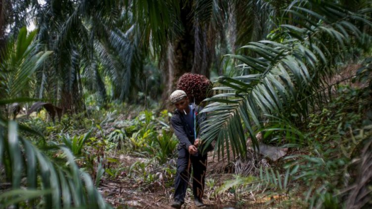 У нас палмовото масло – "деликатес", европейците не го близват