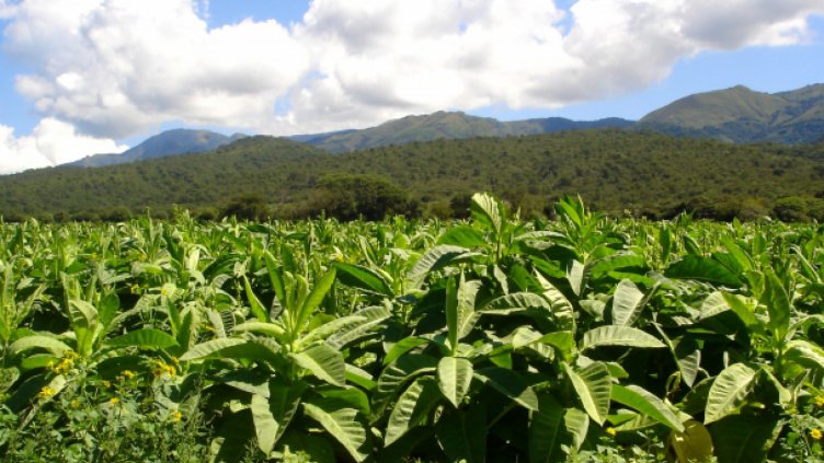 Договорирането на тютюневата продукция за 2017 г. започва в средата на януари