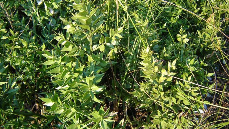 Билка, купена от фармацевт, едва не уби семейство в София  