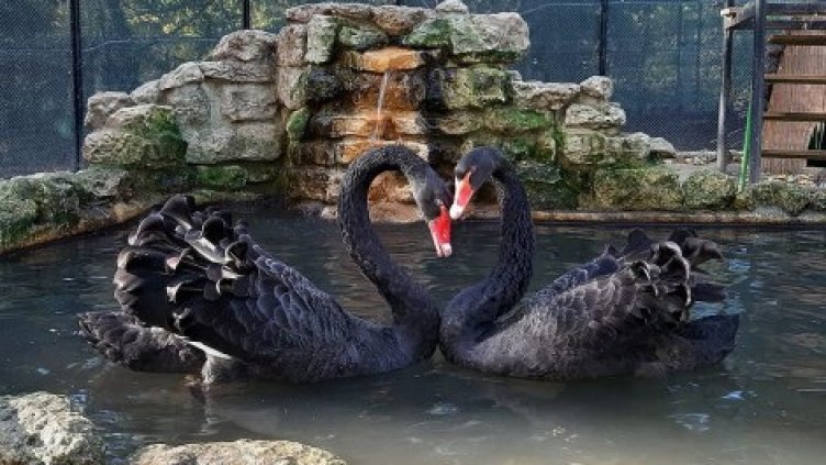 Търсят най-романтичната двойка във Варненския зоопарк