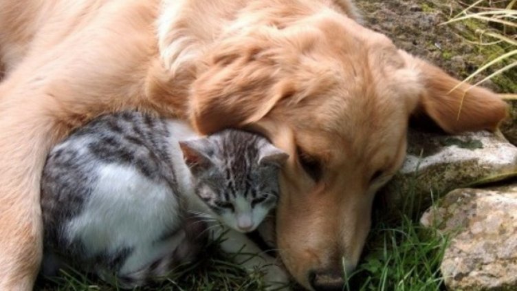 Кучета и котки в общ приют в Смолянско