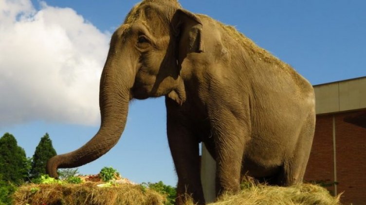 Почина Артайда - най-възрастното животно в Софийския зоопарк