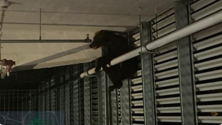 Мечка влезе в мол и падна от балконa (СНИМКА)