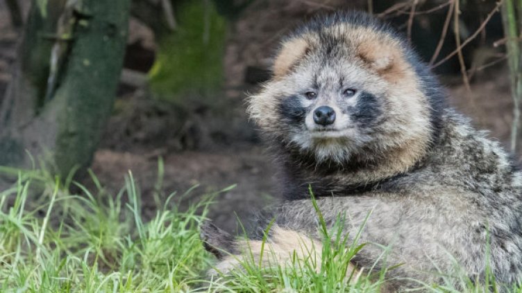 Енотовидно куче е причината за COVID-19