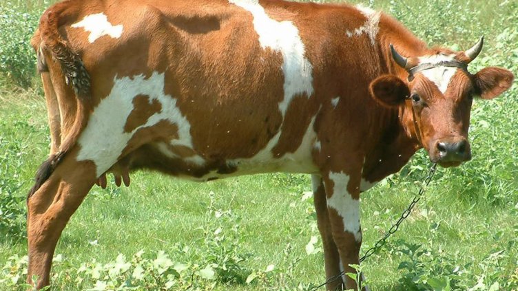 Тема с продължение: Антраксът е тръгнал от крава