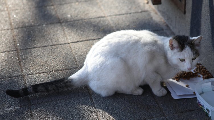 Откриха мъртви котки в центъра на голям български град
