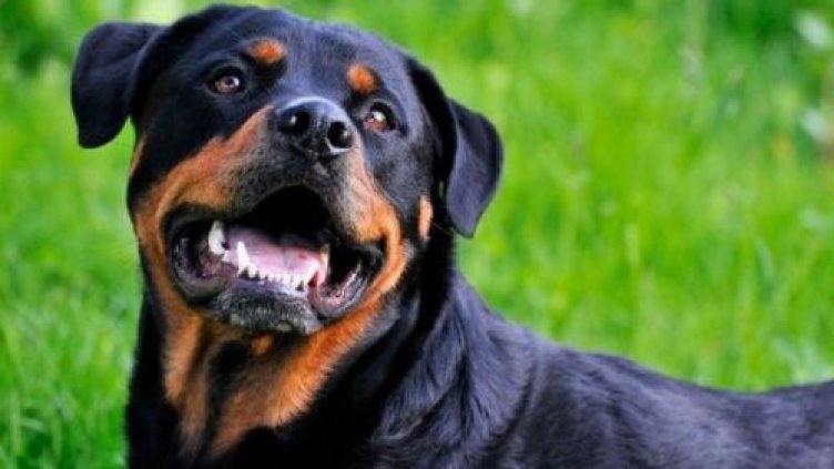 Ротвайлер нападна шестгодишно момченце