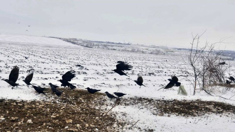 Откриха огнище на птичи грип на 150 км от Варна